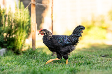 Ein junger Hahn in schwarz / metallic läuft durch den Naturgarten