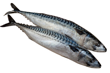 Fresh mackerel carcass isolated