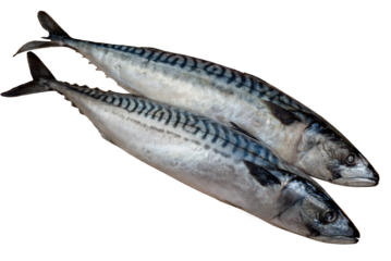 Fresh mackerel carcass isolated