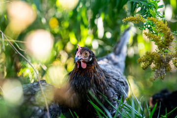 Eine graue Henne sitzt im grünen Naturgarten
