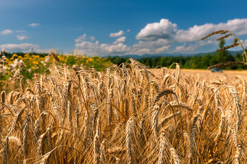 Close-up of a golden wheat field ripening under a bright blue sky with soft white clouds. The scene captures the essence of rural summer, symbolizing agriculture, harvest, and the timeless beauty of c