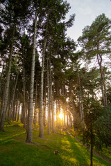 Obraz premium Peaceful forest path at sunset in Trabzon, Turkey. Tall pine trees and golden sunlight create a serene natural landscape, ideal for concepts of nature, hiking, and tranquility.