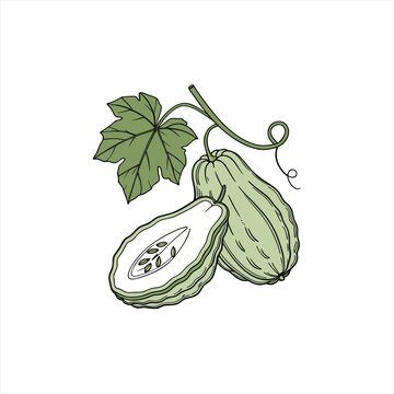 Illustration of a chayote squash with a leaf and tendril