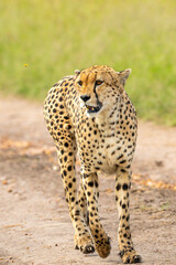 Cheetah Walking on Dirt Path in the Wild