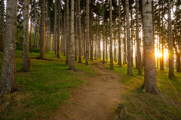 Peaceful forest path at sunset in Trabzon, Turkey. Tall pine trees and golden sunlight create a serene natural landscape, ideal for concepts of nature, hiking, and tranquility.