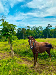 A brown horse with a halter stands near a fence in a grassy pasture surrounded by trees and a blue sky.
