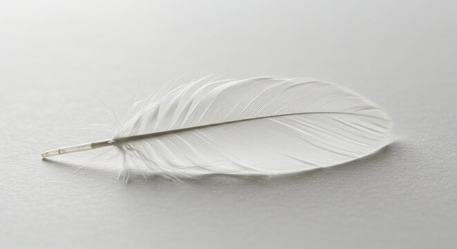 White feather on light background soft texture minimalist nature photography