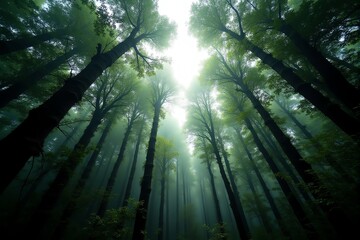 Obraz premium Majestic trees reaching for the light