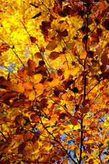 Vivid autumn leaves in shades of yellow, orange, and red are bathed in sunlight, creating a warm and cozy seasonal atmosphere. This scene represents the beauty of nature and the fall season.