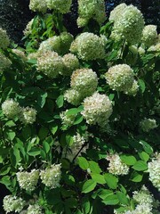 Hydrangea paniculata "Limelight". Natural background. Care of plants and flowers in the garden or in the park