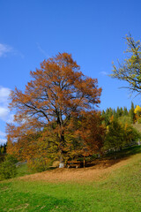 A vibrant tree shedding its autumn leaves stands in a meadow with lush greenery, showcasing the serene atmosphere of a rural countryside. The clear blue sky enhances the natural beauty of this landsca
