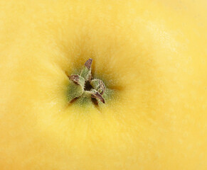 macro photo of the bottom of a yellow apple. gold delicious