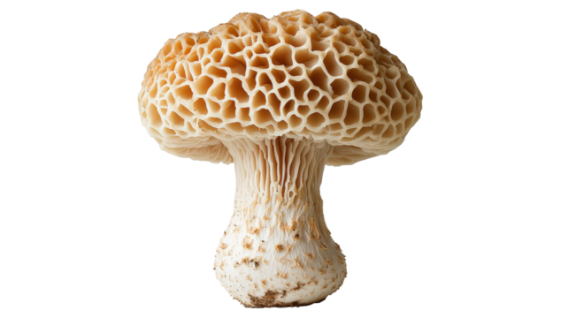 Morel mushroom isolated on clean white backdrop