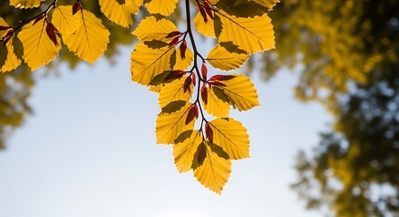 Fototapeta premium Golden Leaves on a Sunny Day Autumn's Warm Embrace