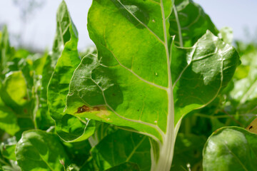 Chard, Beta vulgaris, in an organic garden