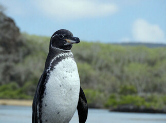 Galapagos Penguin Standing Proudly with Coastal Scenery