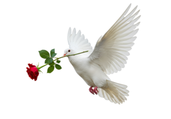 Isolated dove in flight carrying a rose in its beak, bird of peace and love concept