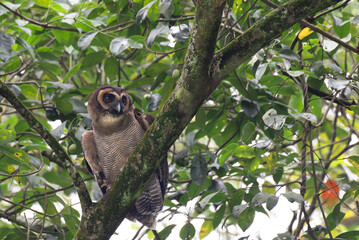 A brown wood owl perched on a moss covered tree branch in a lush green forest. The owls striking dark eyes and finely patterned feathers blend naturally with the surrounding foliage.