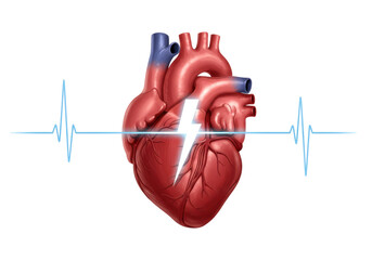 Isolated anatomical heart model with lightning bolt cutting through and heartbeat line art