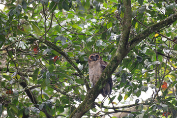 A brown wood owl perched on a moss covered tree branch in a lush green forest. The owls striking dark eyes and finely patterned feathers blend naturally with the surrounding foliage.