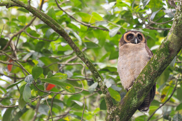 A brown wood owl perched on a moss covered tree branch in a lush green forest. The owls striking dark eyes and finely patterned feathers blend naturally with the surrounding foliage.