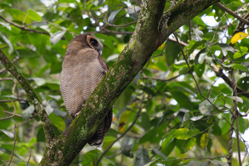 A brown wood owl perched on a moss covered tree branch in a lush green forest. The owls striking dark eyes and finely patterned feathers blend naturally with the surrounding foliage.