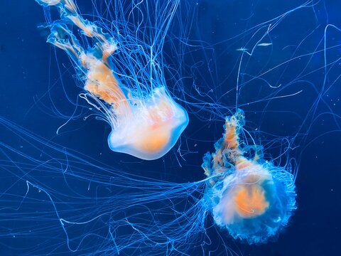 jelly fish in aquarium, loro park Tenerife 