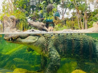 alligator in loro park, Tenerife 