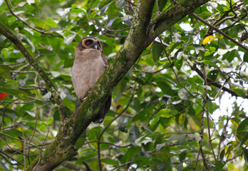 A brown wood owl perched on a moss covered tree branch in a lush green forest. The owls striking dark eyes and finely patterned feathers blend naturally with the surrounding foliage.