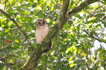 A brown wood owl perched on a moss covered tree branch in a lush green forest. The owls striking dark eyes and finely patterned feathers blend naturally with the surrounding foliage.