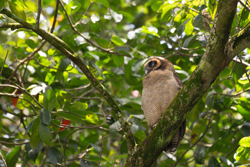 A brown wood owl perched on a moss covered tree branch in a lush green forest. The owls striking dark eyes and finely patterned feathers blend naturally with the surrounding foliage.