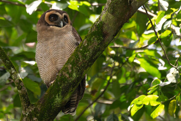 A brown wood owl perched on a moss covered tree branch in a lush green forest. The owls striking dark eyes and finely patterned feathers blend naturally with the surrounding foliage.