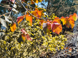 Vibrant autumn leaves in red, orange, and yellow hues hang from a branch, with sunlight filtering through a blurred forest background.