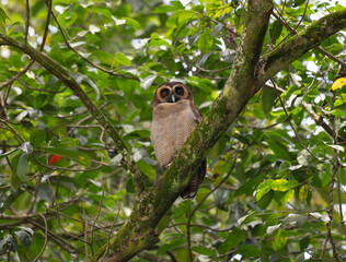 A brown wood owl perched on a moss covered tree branch in a lush green forest. The owls striking dark eyes and finely patterned feathers blend naturally with the surrounding foliage.