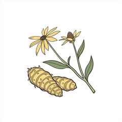 Naklejka premium Illustration of echinacea flowers and roots on white background