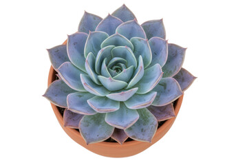 Isolated Echeveria Perle von Nürnberg succulent plant in terracotta pot, top view