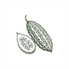 Hand drawn illustration of bitter melon and its slice