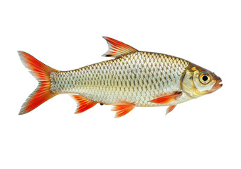 Isolated freshwater fish with red fins, fins and scales, river and lake animal life