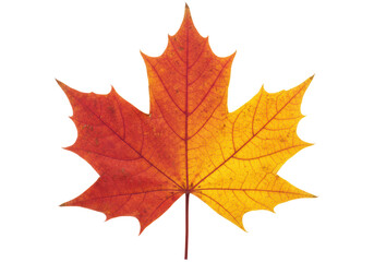 Isolated Autumn Maple Leaf, Red, Orange, and Yellow, Fall Color Transition, Seasonal
