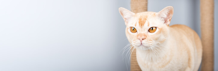 A cream-colored Burmese cat with amber eyes on a light blue background