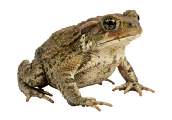Isolated Cane Toad of the Rhinella marina genus, a true amphibian with warty skin texture
