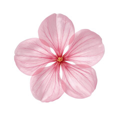 
"A highly detailed and realistic close-up photograph of a single pink flower, perfectly centered against an isolated pure white background. The flower has five translucent, delicate pink petals, each