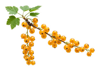 Isolated yellow currant sprig, twig with leaves and ripe berries  fresh garden fruit harvest © Sophie