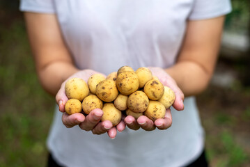 Fresh longkong fruit Lansium parasiticum held in human hands, tropical fruit harvested from orchard, organic agriculture produce in Thailand.