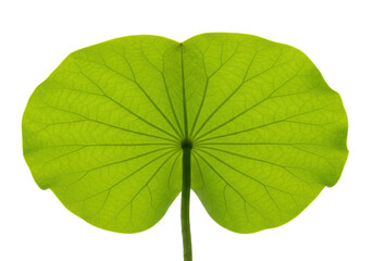 Isolated close-up shot of the underside of a green, vibrant lotus leaf and stem, nobody © Sophie