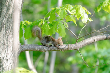 Ezo Squirrel on a Branch in Early Summer, Hokkaido, Japan
