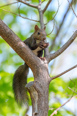 Obraz premium 初夏の北海道で新緑の枝に佇むエゾリス