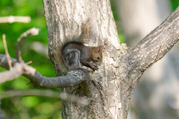 Ezo Squirrel on a Branch in Early Summer, Hokkaido, Japan