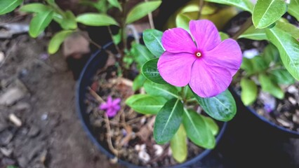 Close-up of vibrant pink Periwinkle flower (Catharanthus roseus) with water droplets, a tropical ornamental plant used in traditional herbal medicine and known for its resilience
