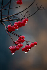 A close-up of viburnum branches bearing clusters of bright red berries covered in glittering raindrops.